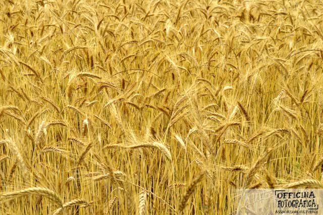 Le foto della festa 2015