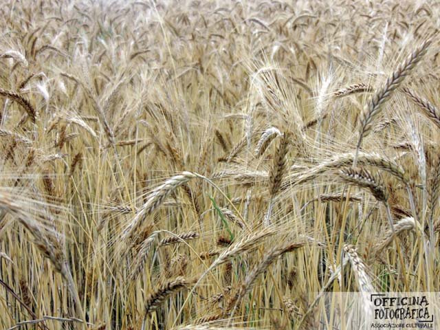 Le foto della festa 2015