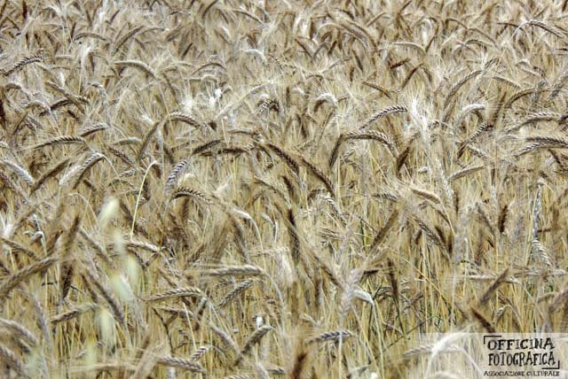 Le foto della festa 2015